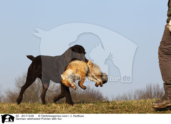 German wirehaired Pointer with fox / JH-11328