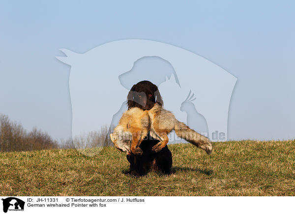 Deutsch Drahthaar mit Fuchs / German wirehaired Pointer with fox / JH-11331