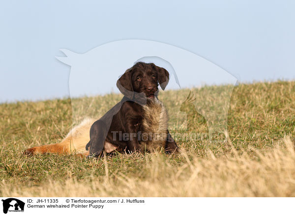 Deutsch Drahthaar Welpe / German wirehaired Pointer Puppy / JH-11335