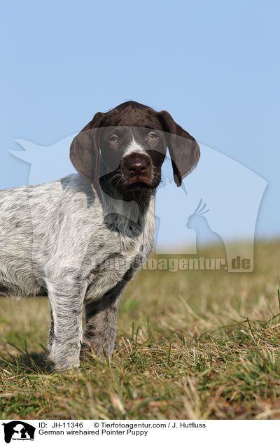 German wirehaired Pointer Puppy / JH-11346