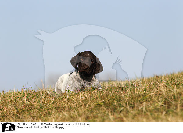 German wirehaired Pointer Puppy / JH-11348