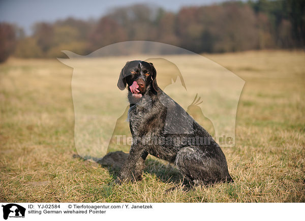 sitzender Deutsch Drahthaar / sitting German wirehaired Pointer / YJ-02584