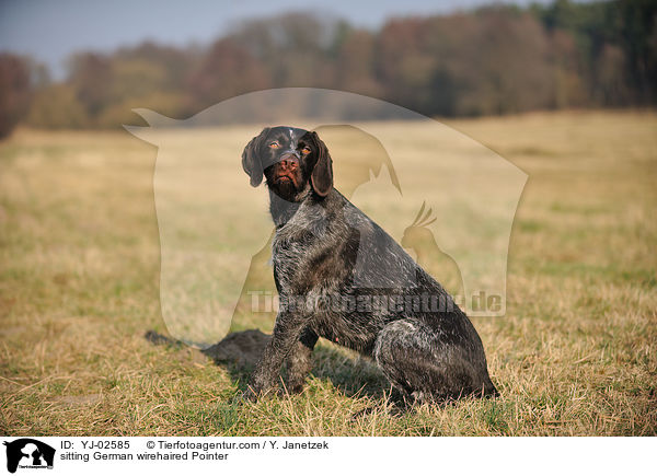 sitzender Deutsch Drahthaar / sitting German wirehaired Pointer / YJ-02585