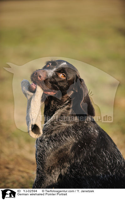 Deutsch Drahthaar Portrait / German wirehaired Pointer Portrait / YJ-02594