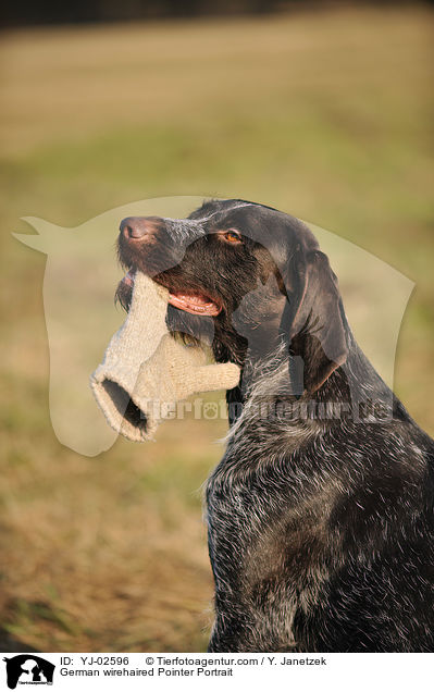 Deutsch Drahthaar Portrait / German wirehaired Pointer Portrait / YJ-02596