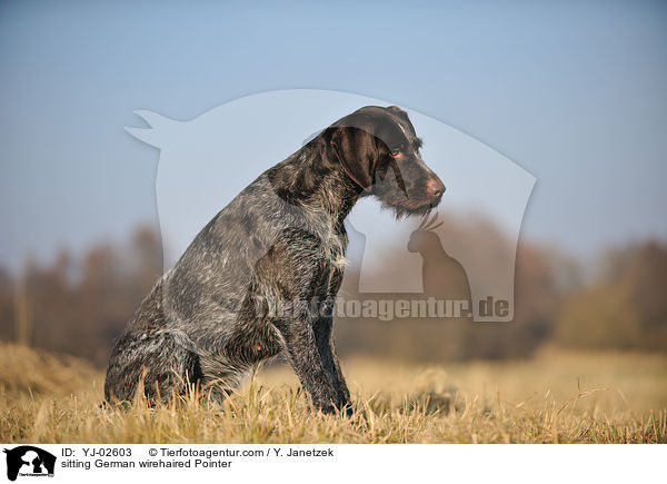 sitzender Deutsch Drahthaar / sitting German wirehaired Pointer / YJ-02603