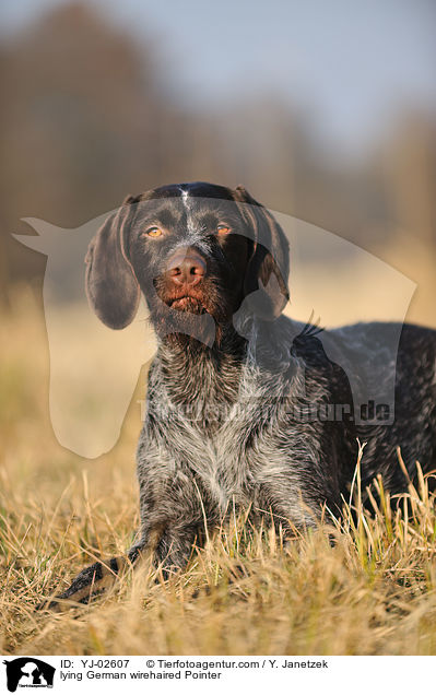 liegender Deutsch Drahthaar / lying German wirehaired Pointer / YJ-02607