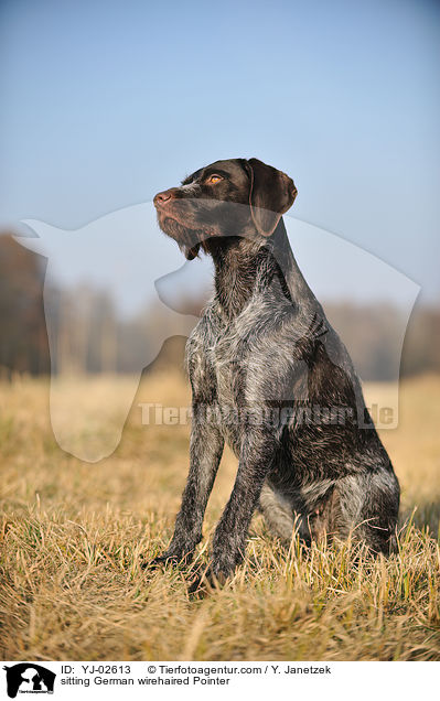 sitzender Deutsch Drahthaar / sitting German wirehaired Pointer / YJ-02613