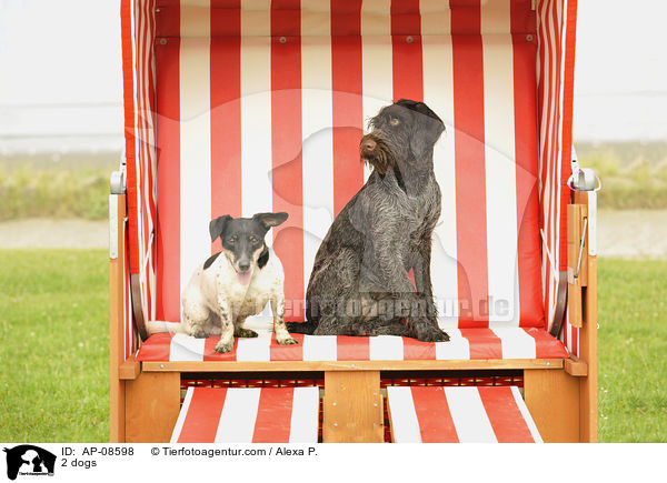 2 Hunde / 2 dogs / AP-08598