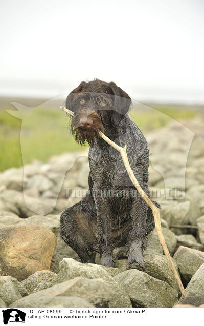 sitzender Deutsch Drahthaar / sitting German wirehaired Pointer / AP-08599