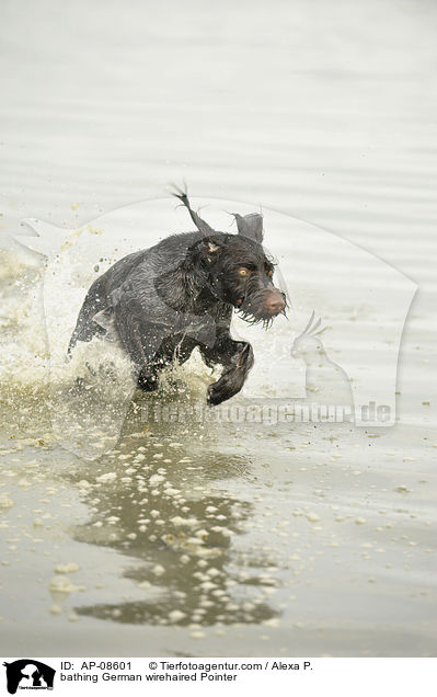 badender Deutsch Drahthaar / bathing German wirehaired Pointer / AP-08601