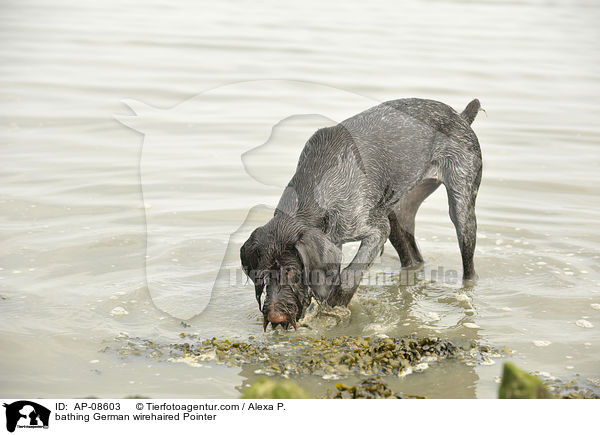 badender Deutsch Drahthaar / bathing German wirehaired Pointer / AP-08603