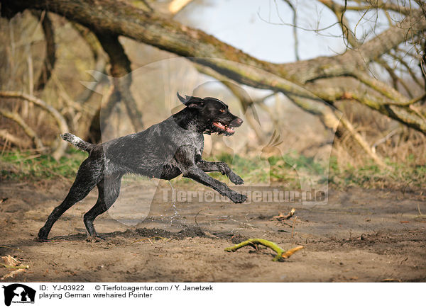 spielender Deutsch Drahthaar / playing German wirehaired Pointer / YJ-03922