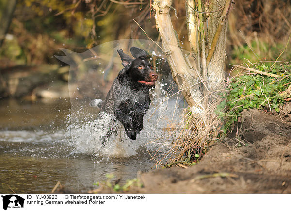 running German wirehaired Pointer / YJ-03923
