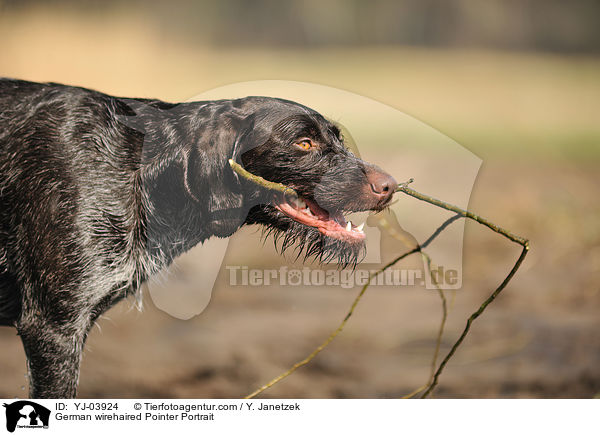 German wirehaired Pointer Portrait / YJ-03924