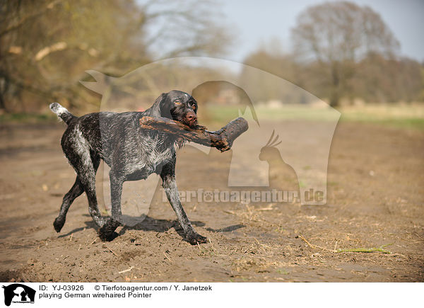playing German wirehaired Pointer / YJ-03926