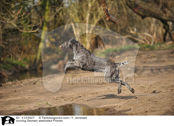 running German wirehaired Pointer / YJ-03927
