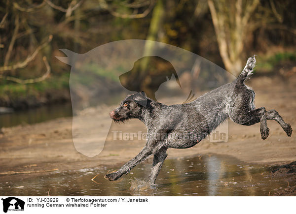 running German wirehaired Pointer / YJ-03929