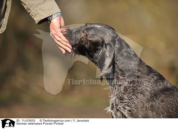 Deutsch Drahthaar Portrait / German wirehaired Pointer Portrait / YJ-03933
