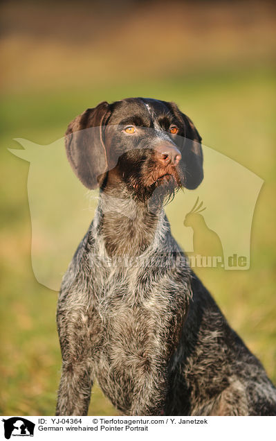 Deutsch Drahthaar Portrait / German wirehaired Pointer Portrait / YJ-04364