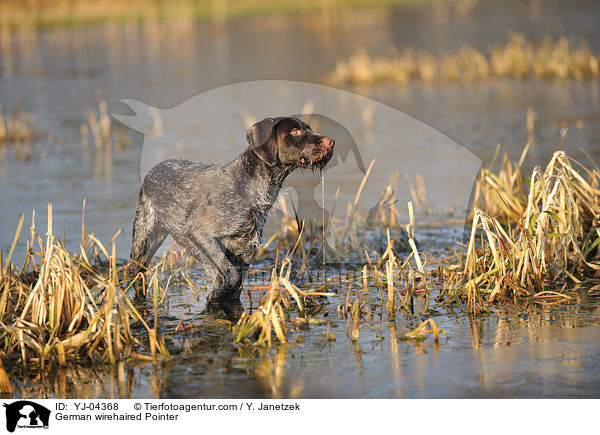 German wirehaired Pointer / YJ-04368