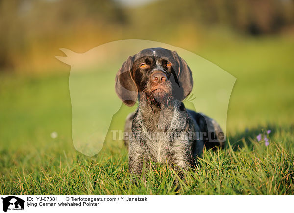 liegender Deutsch Drahthaar / lying German wirehaired Pointer / YJ-07381