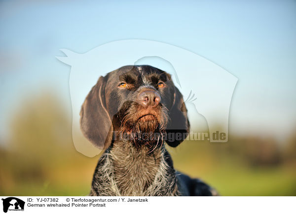 Deutsch Drahthaar Portrait / German wirehaired Pointer Portrait / YJ-07382