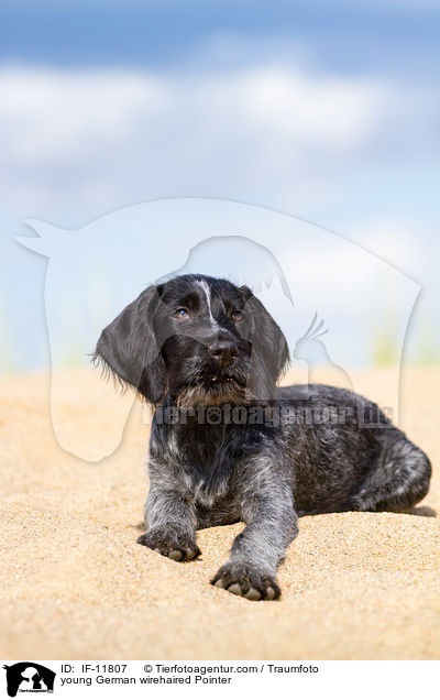 young German wirehaired Pointer / IF-11807