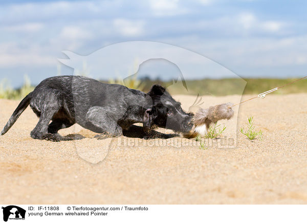 young German wirehaired Pointer / IF-11808