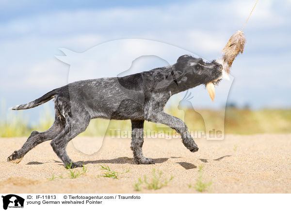 young German wirehaired Pointer / IF-11813