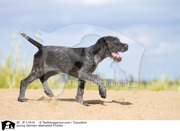 young German wirehaired Pointer / IF-11819