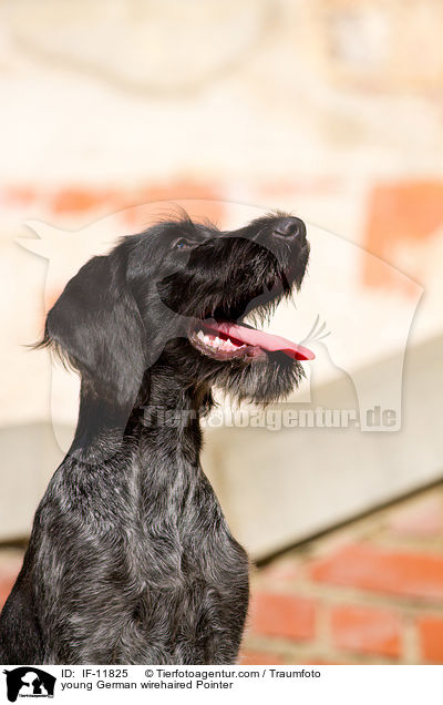 junger Deutsch Drahthaar / young German wirehaired Pointer / IF-11825