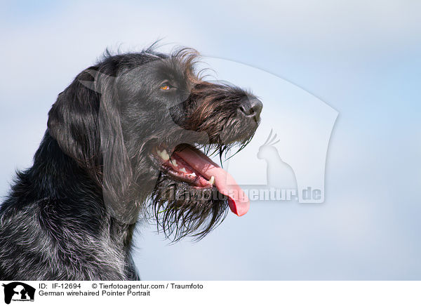 German wirehaired Pointer Portrait / IF-12694