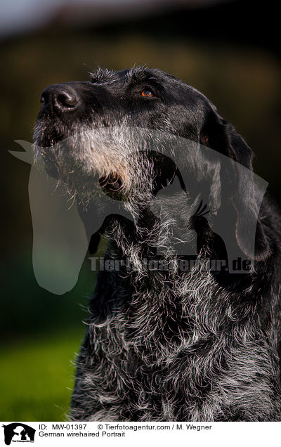 Deutsch Drahthaar Portrait / German wirehaired Portrait / MW-01397