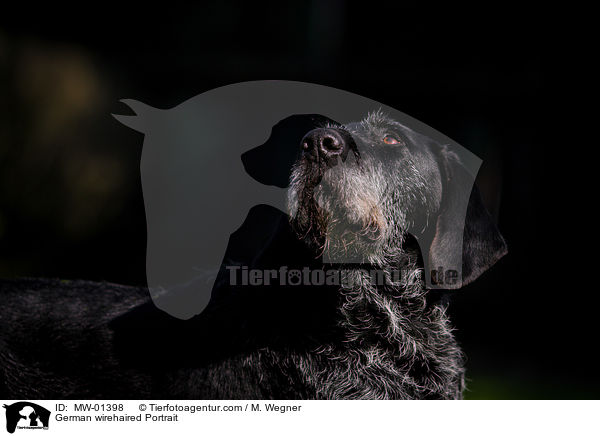 German wirehaired Portrait / MW-01398