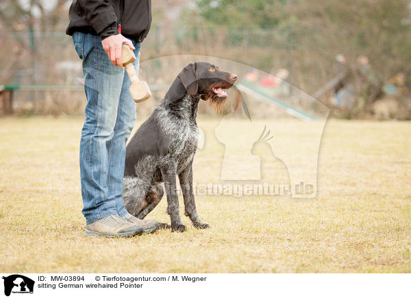 sitting German wirehaired Pointer / MW-03894