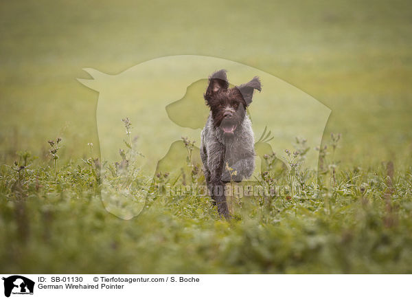 Deutsch Drahthaar / German Wirehaired Pointer / SB-01130
