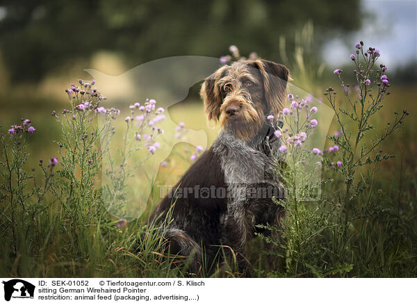 sitzender Deutsch Drahthaar / sitting German Wirehaired Pointer / SEK-01052