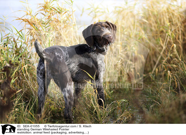 stehender Deutsch Drahthaar / standing German Wirehaired Pointer / SEK-01055
