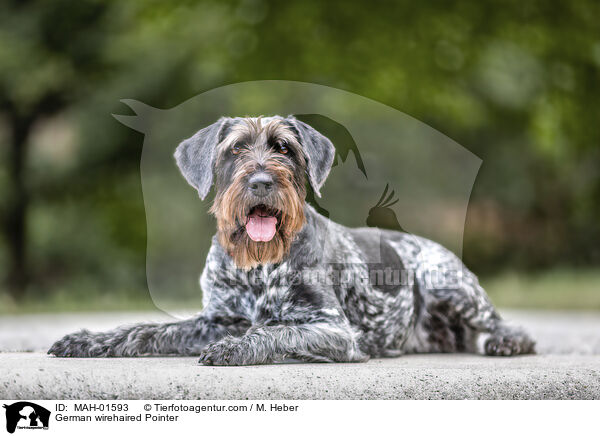 Deutsch Drahthaar / German wirehaired Pointer / MAH-01593