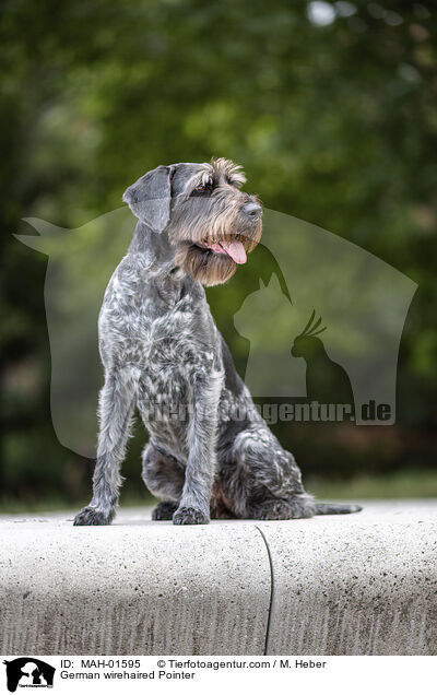 Deutsch Drahthaar / German wirehaired Pointer / MAH-01595