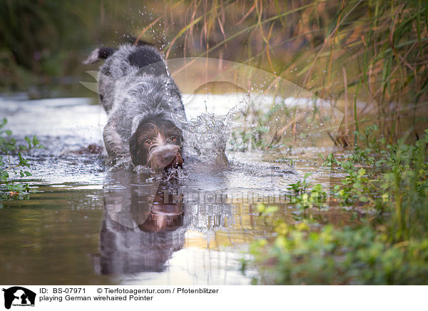 spielender Deutsch Drahthaar / playing German wirehaired Pointer / BS-07971