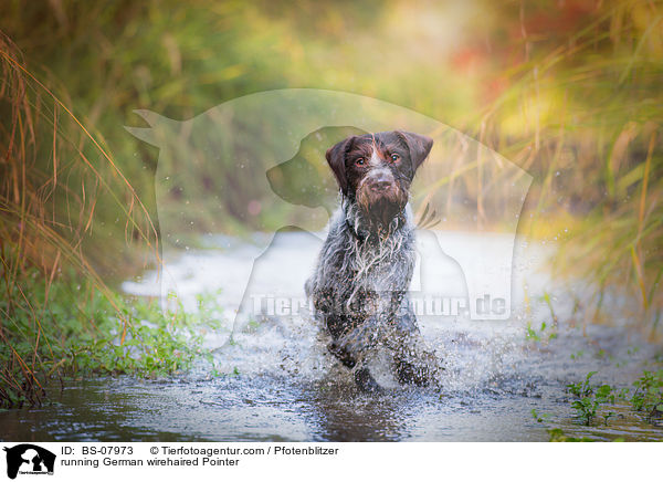 running German wirehaired Pointer / BS-07973