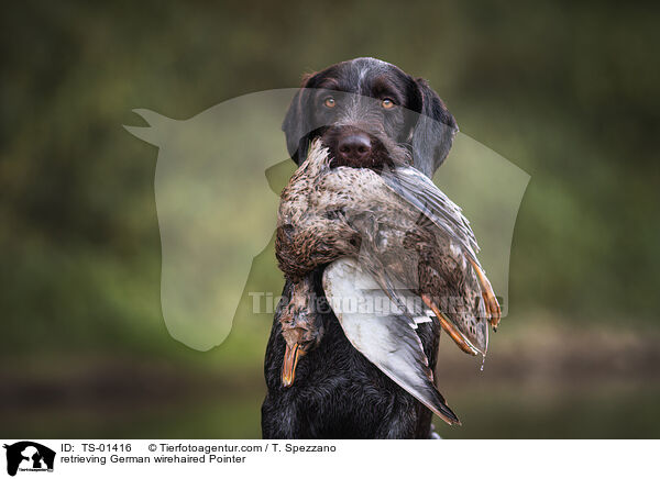 retrieving German wirehaired Pointer / TS-01416
