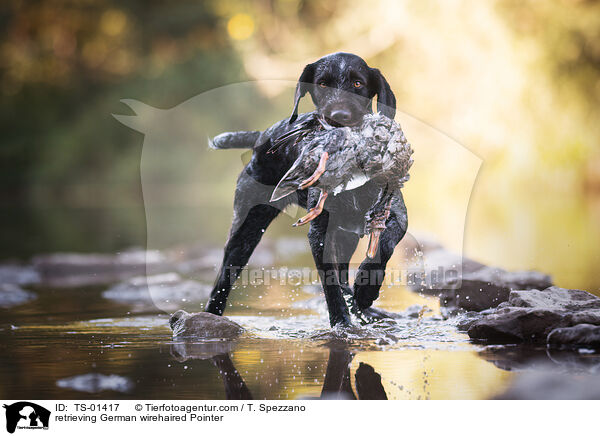 apportierender Deutsch Drahthaar / retrieving German wirehaired Pointer / TS-01417