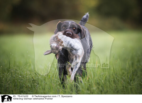 apportierender Deutsch Drahthaar / retrieving German wirehaired Pointer / TS-01422