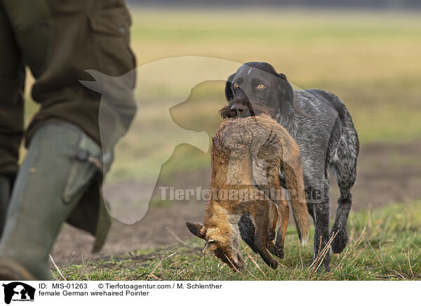 Deutsch Drahthaar Hndin / female German wirehaired Pointer / MIS-01263