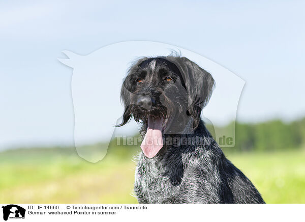 Deutsch Drahthaar im Sommer / German wirehaired Pointer in summer / IF-14660