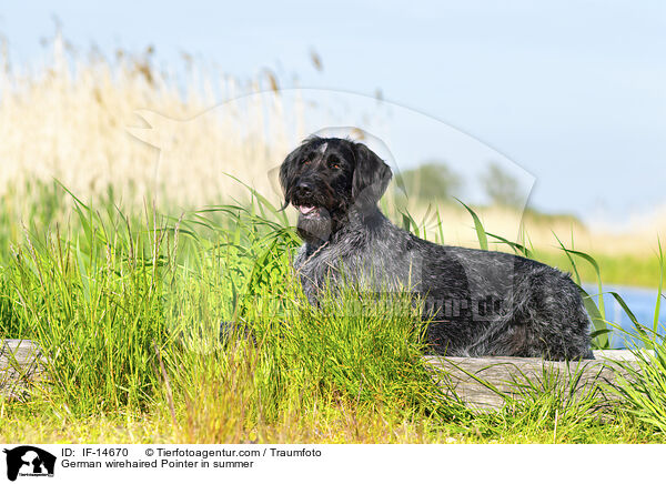 Deutsch Drahthaar im Sommer / German wirehaired Pointer in summer / IF-14670