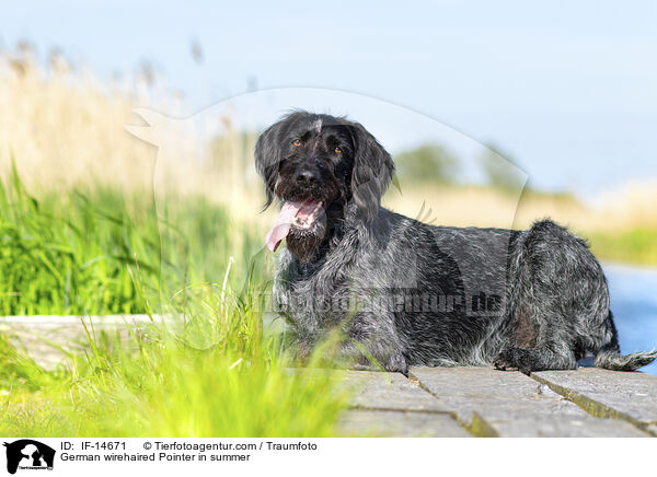 Deutsch Drahthaar im Sommer / German wirehaired Pointer in summer / IF-14671
